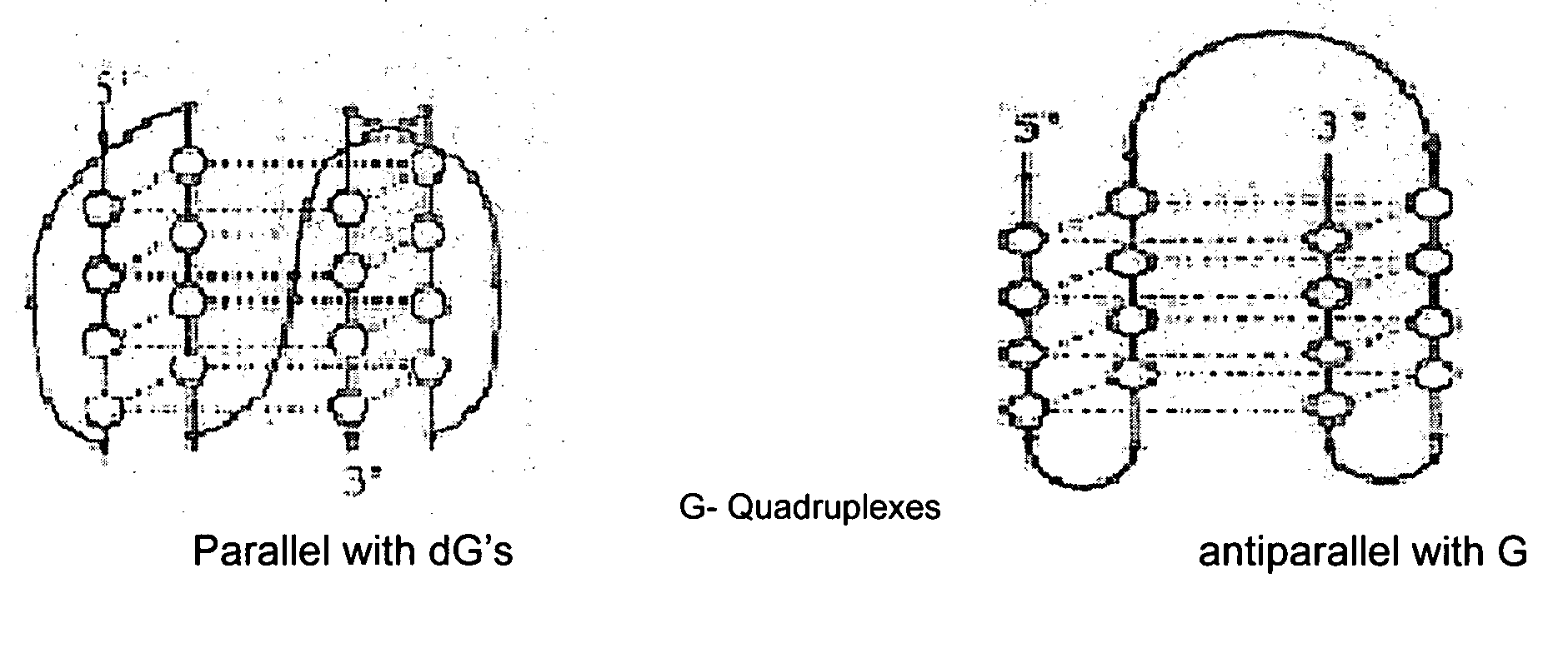 Synthesis of ara-2'-o-methyl-nucleosides, corresponding phosphoramidites and oligonucleotides incorporating novel modifications for biological application in therapeuctics, diagnostics, g- tetrad forming oligonucleotides and aptamers