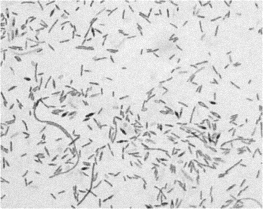 Oil-tea disease-resistant bacterial strain and application thereof