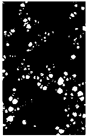 Saliva diagnostic sensor as well as preparation method thereof and application thereof in detection of hepatitis C