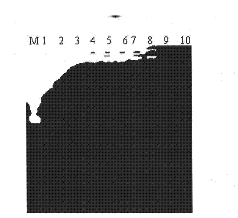 Molecular marker identification method of cucumber branchiness related gene