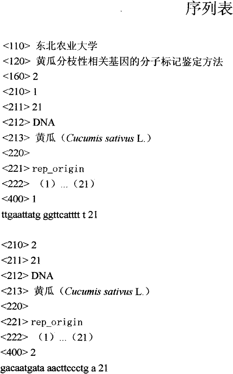 Molecular marker identification method of cucumber branchiness related gene