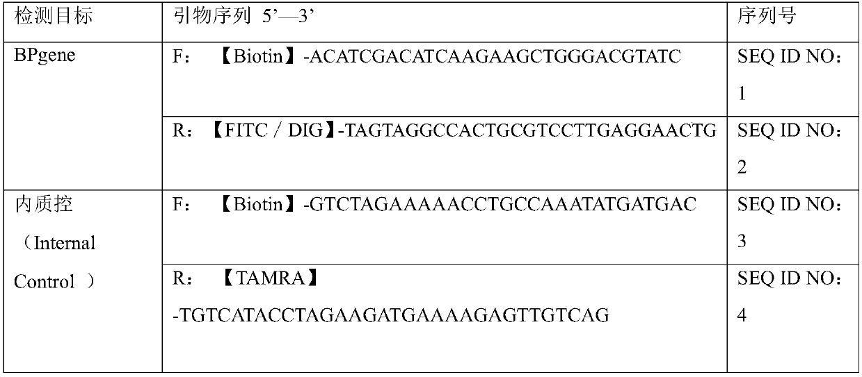 Primer, kit and method for detecting bordetella pertussis BP