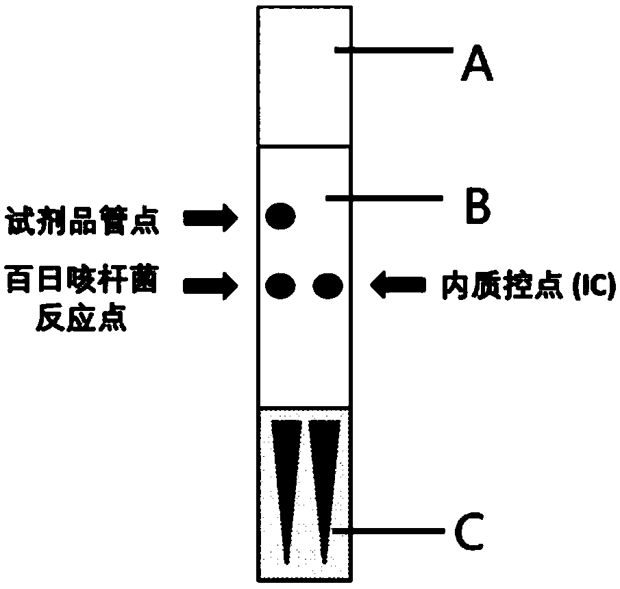 Primer, kit and method for detecting bordetella pertussis BP