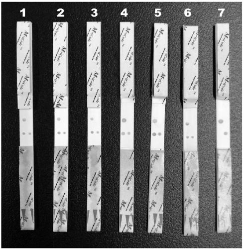 Primer, kit and method for detecting bordetella pertussis BP