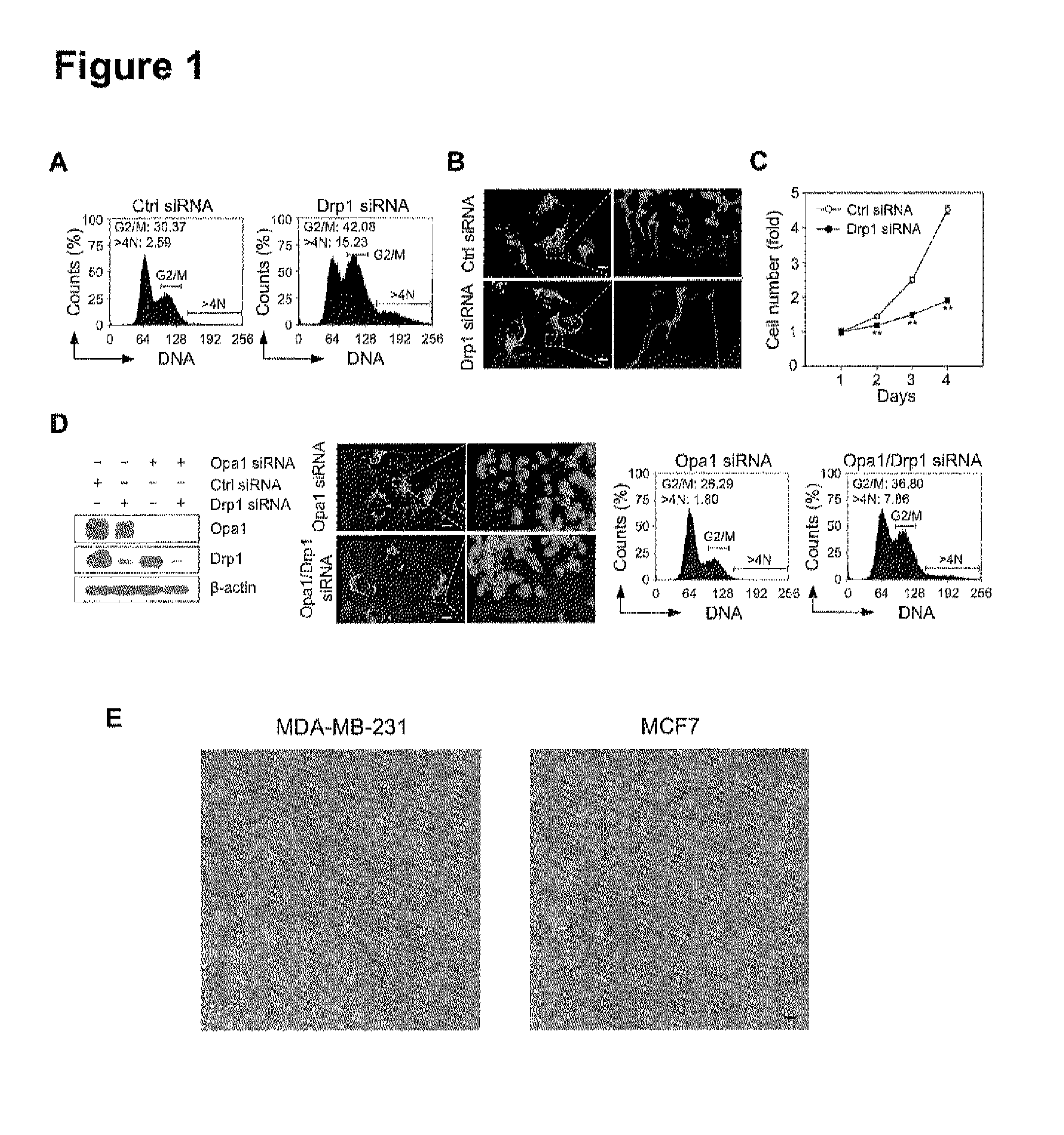 Inhibition of dynamin related protein 1 to promote cell death