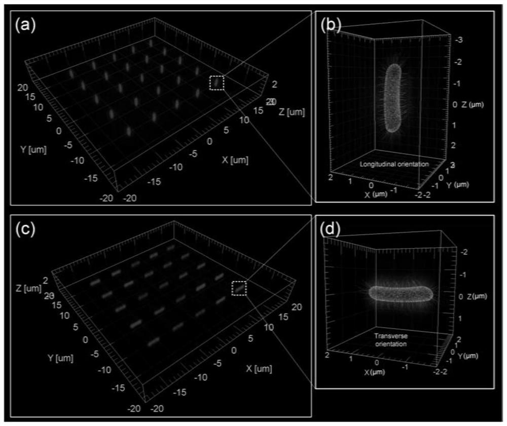 Holographic optical tweezer fusion structure illumination microscopic system and method