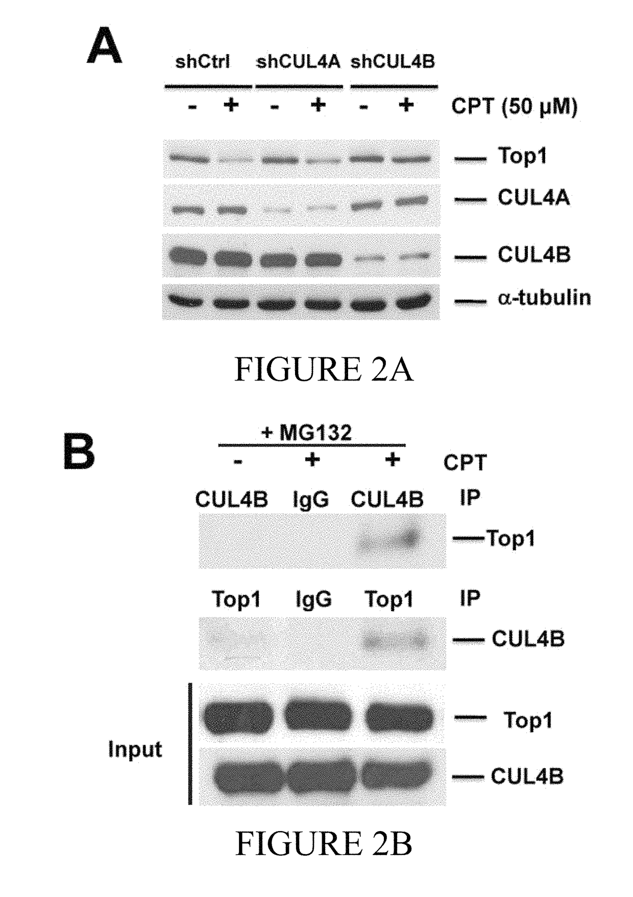 CUL4B as predictive biomarker for cancer treatment