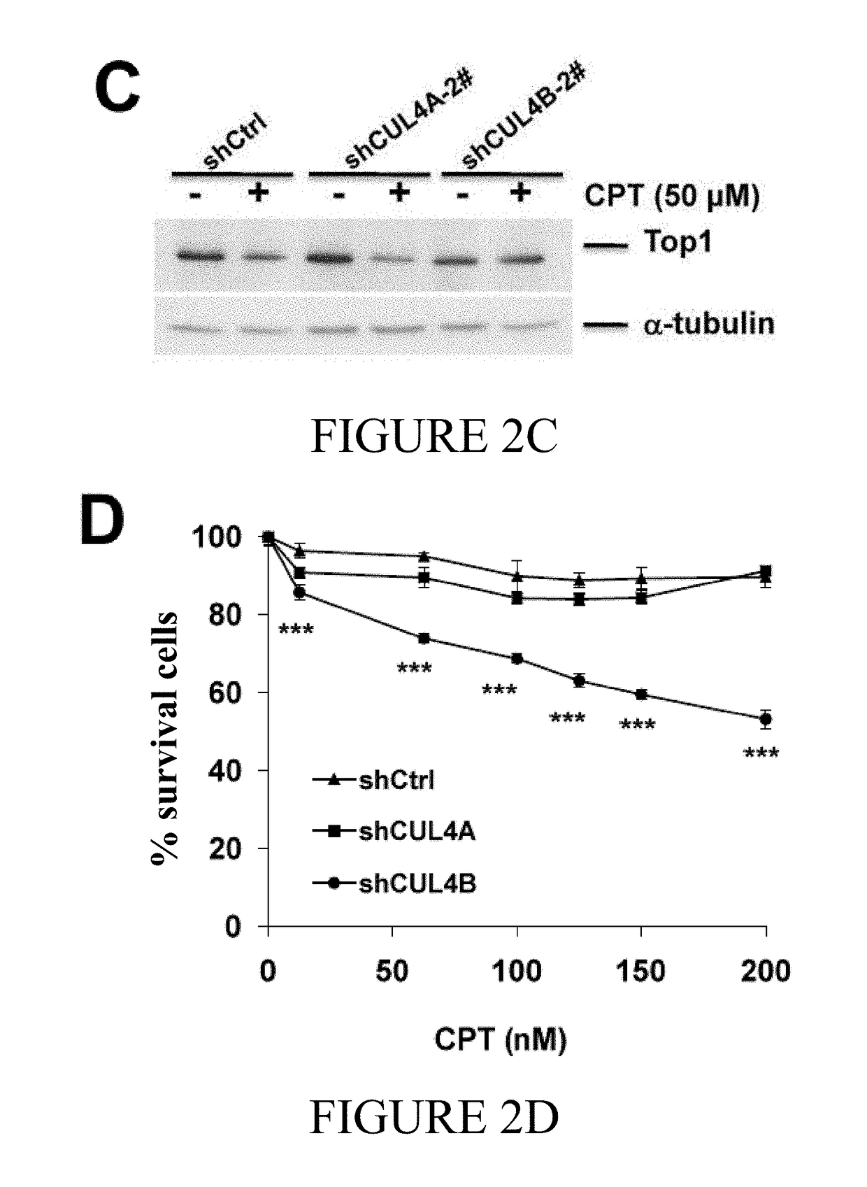 CUL4B as predictive biomarker for cancer treatment