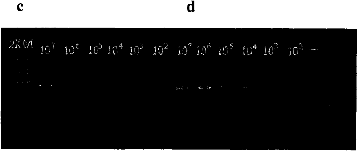 Kit for detecting hepatitis B virus (HBV) cccDNA (Covalently Closed Circular DNA) of paraffin embedded hepatic tissue