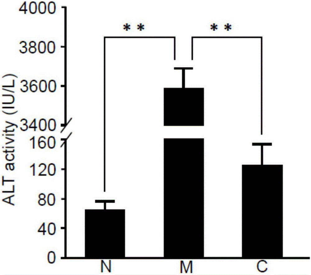 Application of clostridium butyricum in preparation of medicines for treating and/or preventing acute liver injury