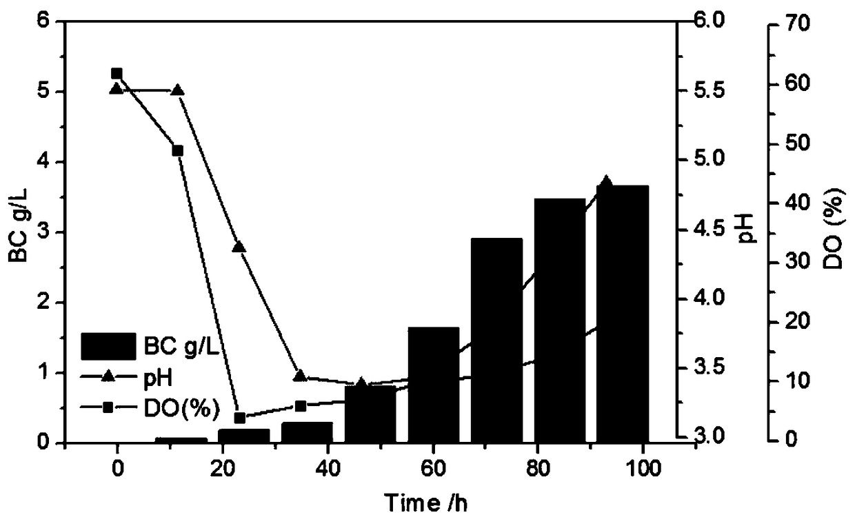 A method for constructing microbial co-culture system to produce bacterial cellulose