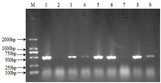 Genetic transformation method for stab-vacuum infiltration-assisted agrobacterium tumefaciens-mediated castor seeds