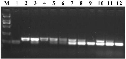 A functional marker for detecting a broad-spectrum rice blast resistance gene PigmR and an application thereof