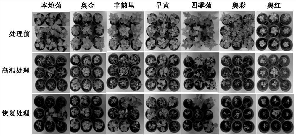 Screening method of heat-resistant chrysanthemum