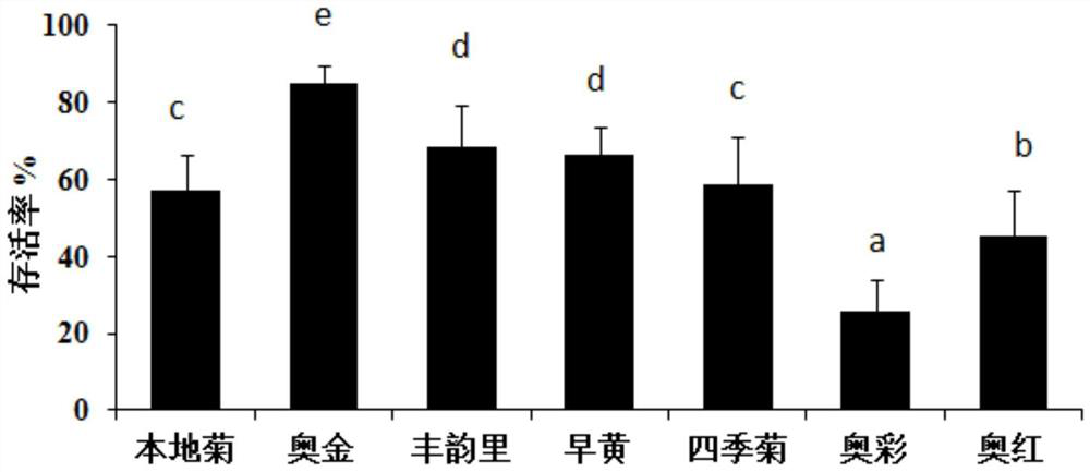 Screening method of heat-resistant chrysanthemum