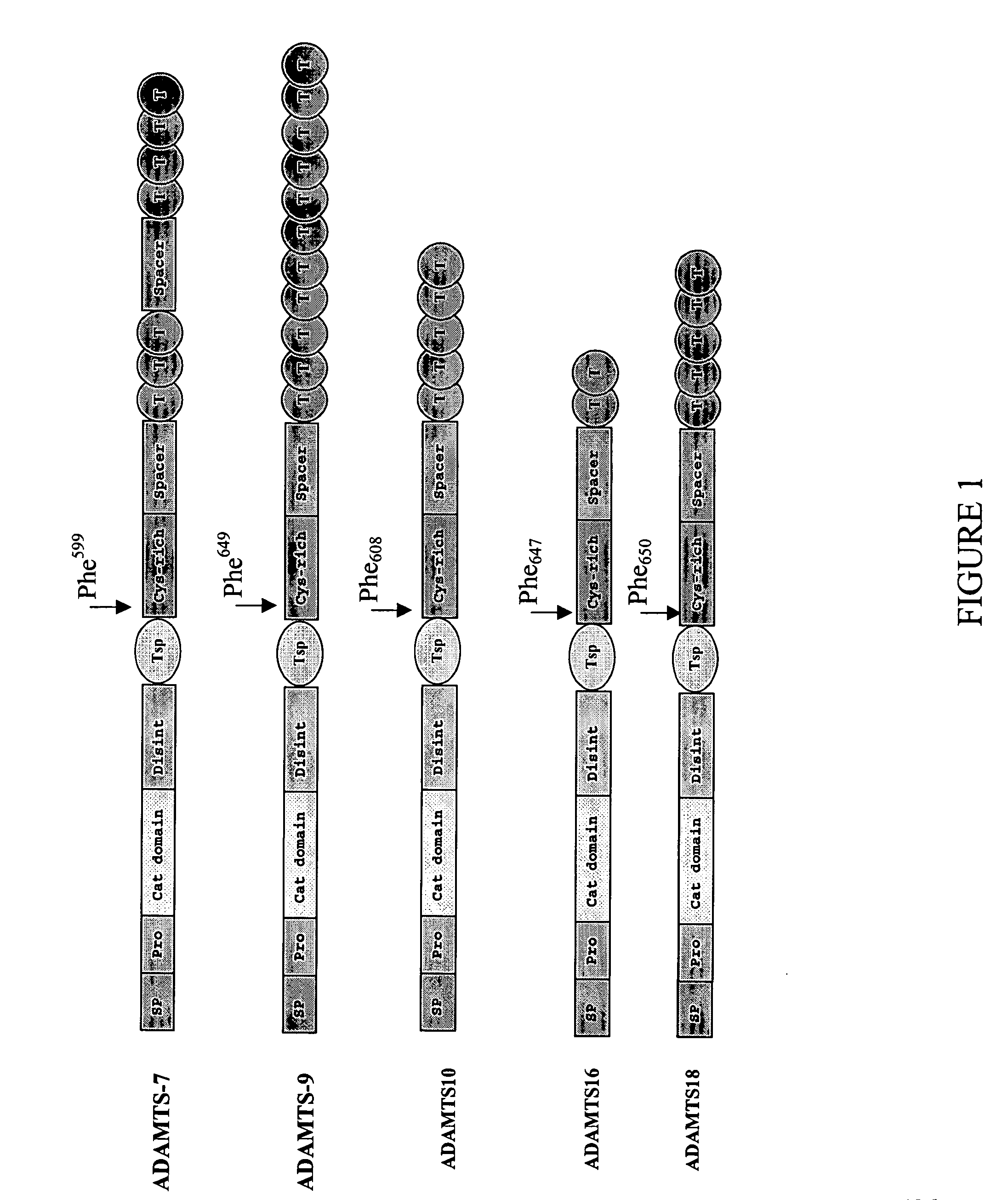 Truncated ADAMTS molecules