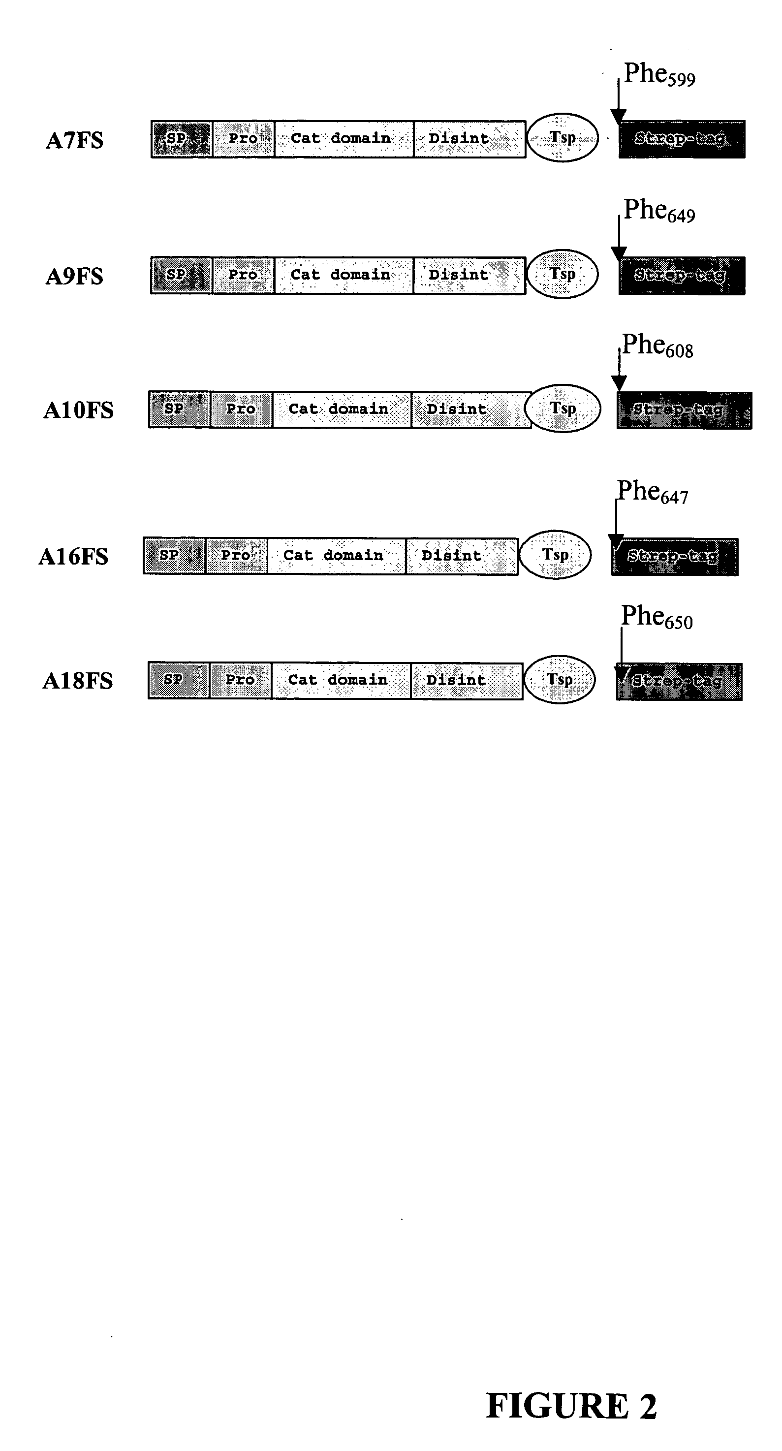 Truncated ADAMTS molecules