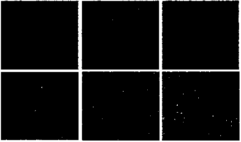 Conservative neutralizing epitope polypeptide of Coxsackievirus A16 and application thereof