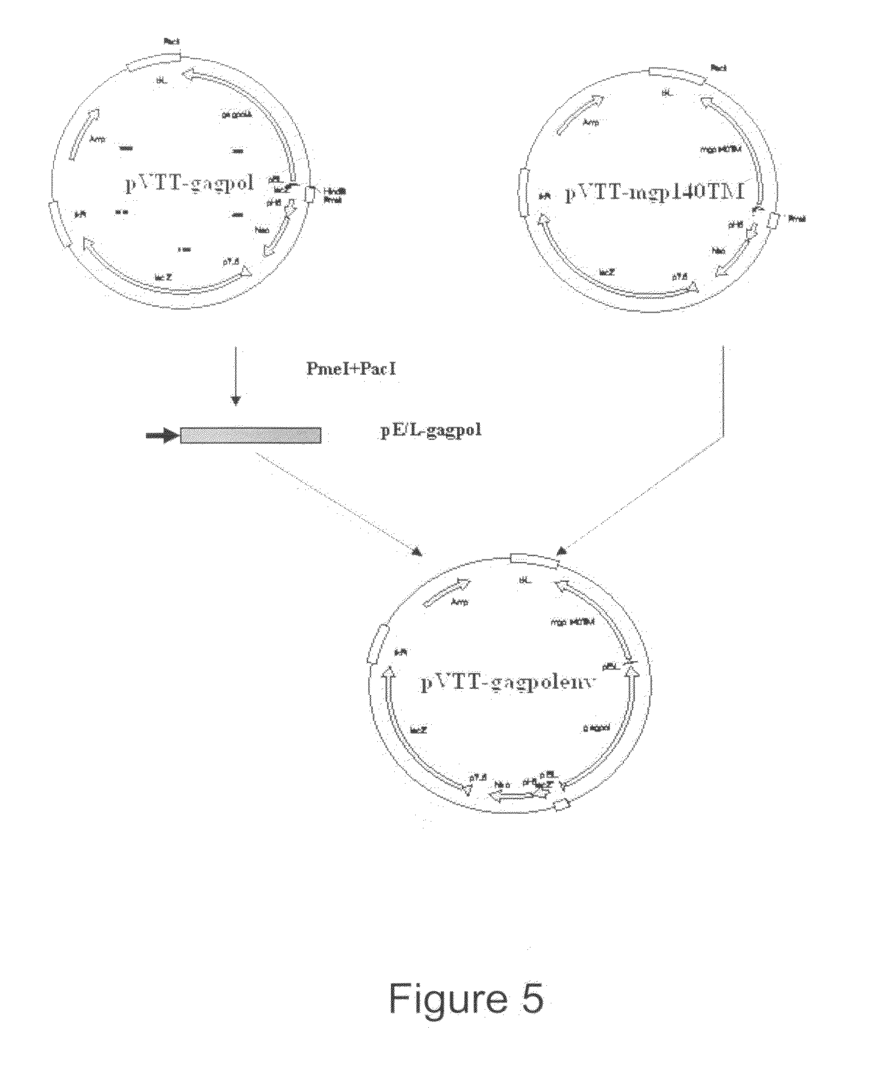 AIDS Vaccine Based on Replicative Vaccinia Virus Vector