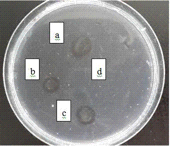 A kind of method for cultivating Cordyceps militaris mycelium and plasmin