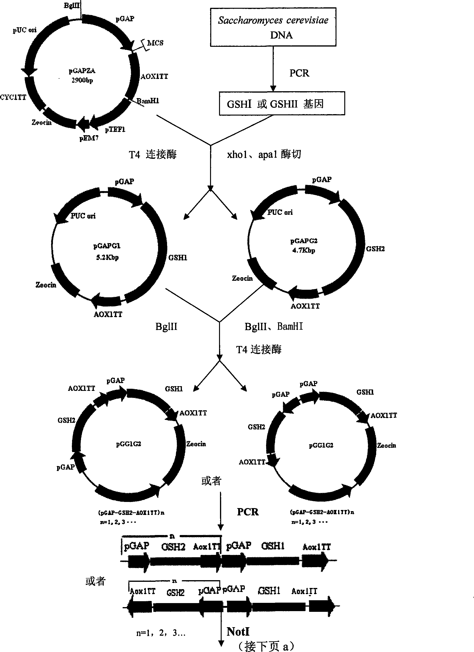 Glutathione produced bacterial strain and construction method thereof