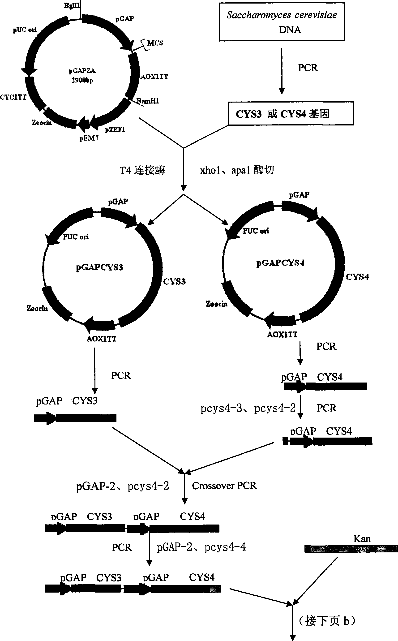 Glutathione produced bacterial strain and construction method thereof