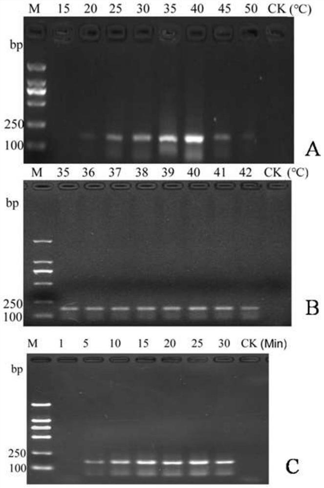 RPA primer, probe and kit for rapidly detecting Heterodera filipjevi, and application of RPA primer and probe