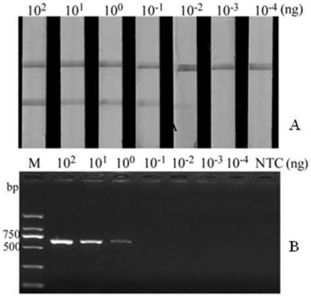 RPA primer, probe and kit for rapidly detecting Heterodera filipjevi, and application of RPA primer and probe