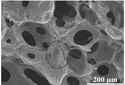 Thrombin-loaded microsphere-expanded sponge composite hemostatic material and preparation method and application thereof