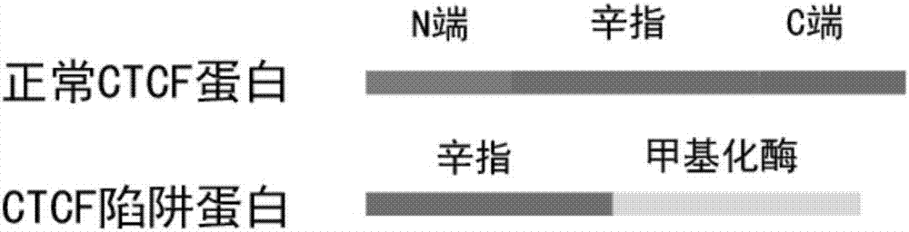 Application of CTCF snare protein in preparation of anti-uveal melanoma medicine