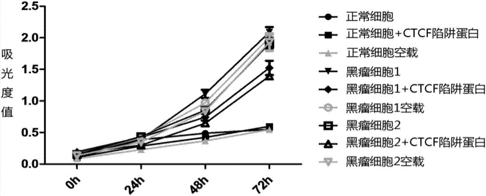 Application of CTCF snare protein in preparation of anti-uveal melanoma medicine