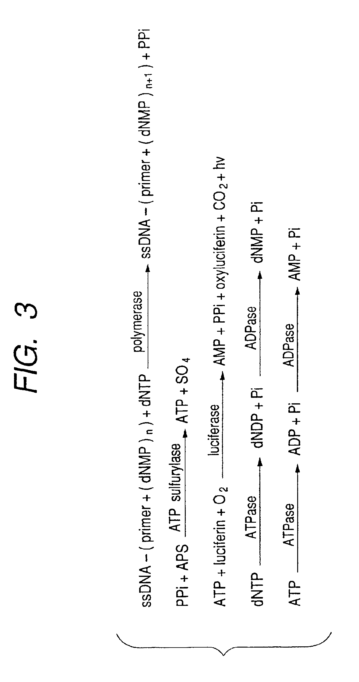 DNA base sequencing system