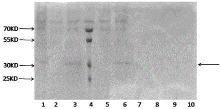 Human procalcitonin colloidal gold quantitative detection card