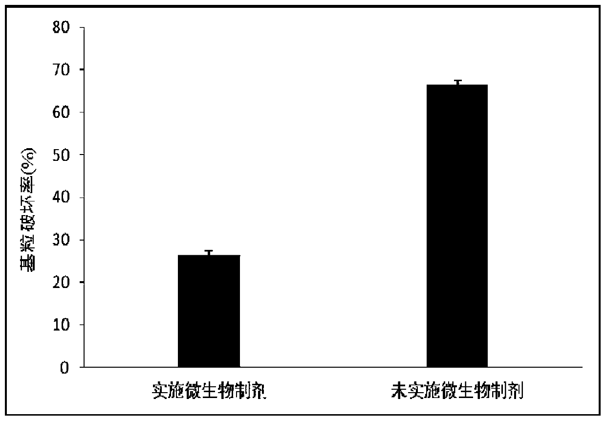 Microbial preparation for greenhouse planting and application thereof