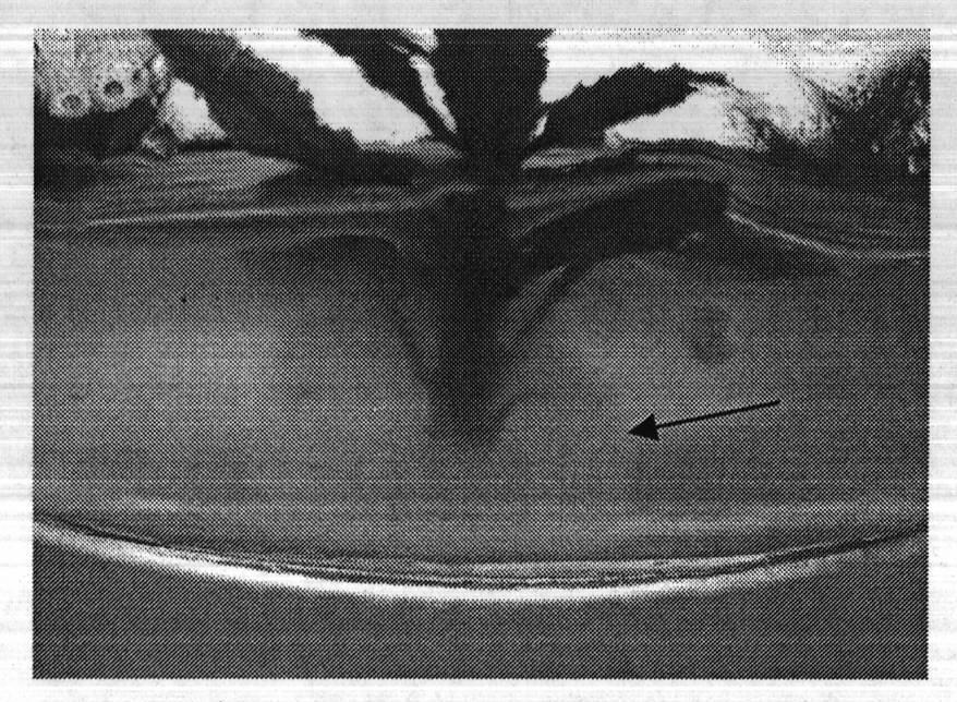 Endophytic fungi ES026 of huperzia serrata capable of generating huperzine a