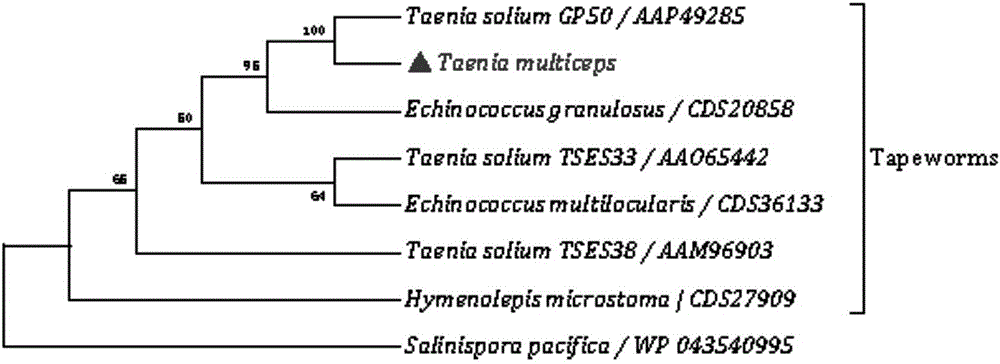 Marker GP50 for coenuriasis, as well as coenuriasis diagnosing kit for diagnosing coenuriasis