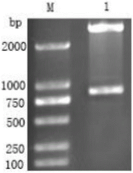 Marker GP50 for coenuriasis, as well as coenuriasis diagnosing kit for diagnosing coenuriasis