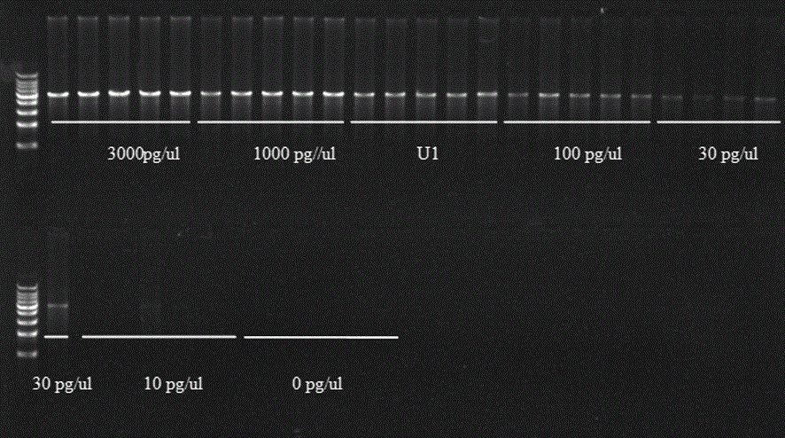 DNA quantitative method based on rolling circle amplification