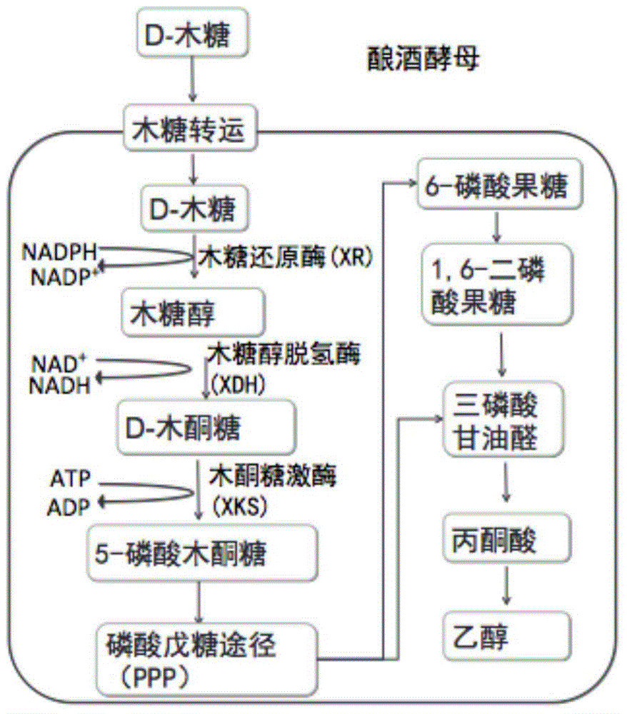 Saccharomyces cerevisiae module co-transformation combined screening method