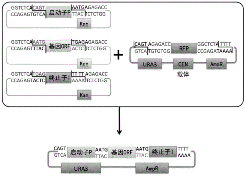 Saccharomyces cerevisiae module co-transformation combined screening method