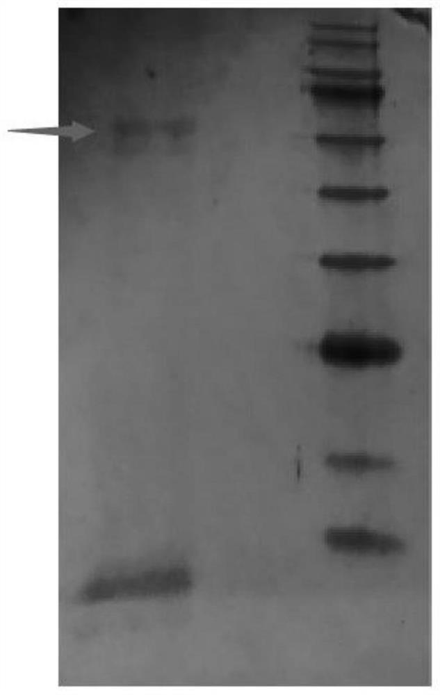 Fermentation improvement method of feed peony seed meal and fermentation product and application thereof