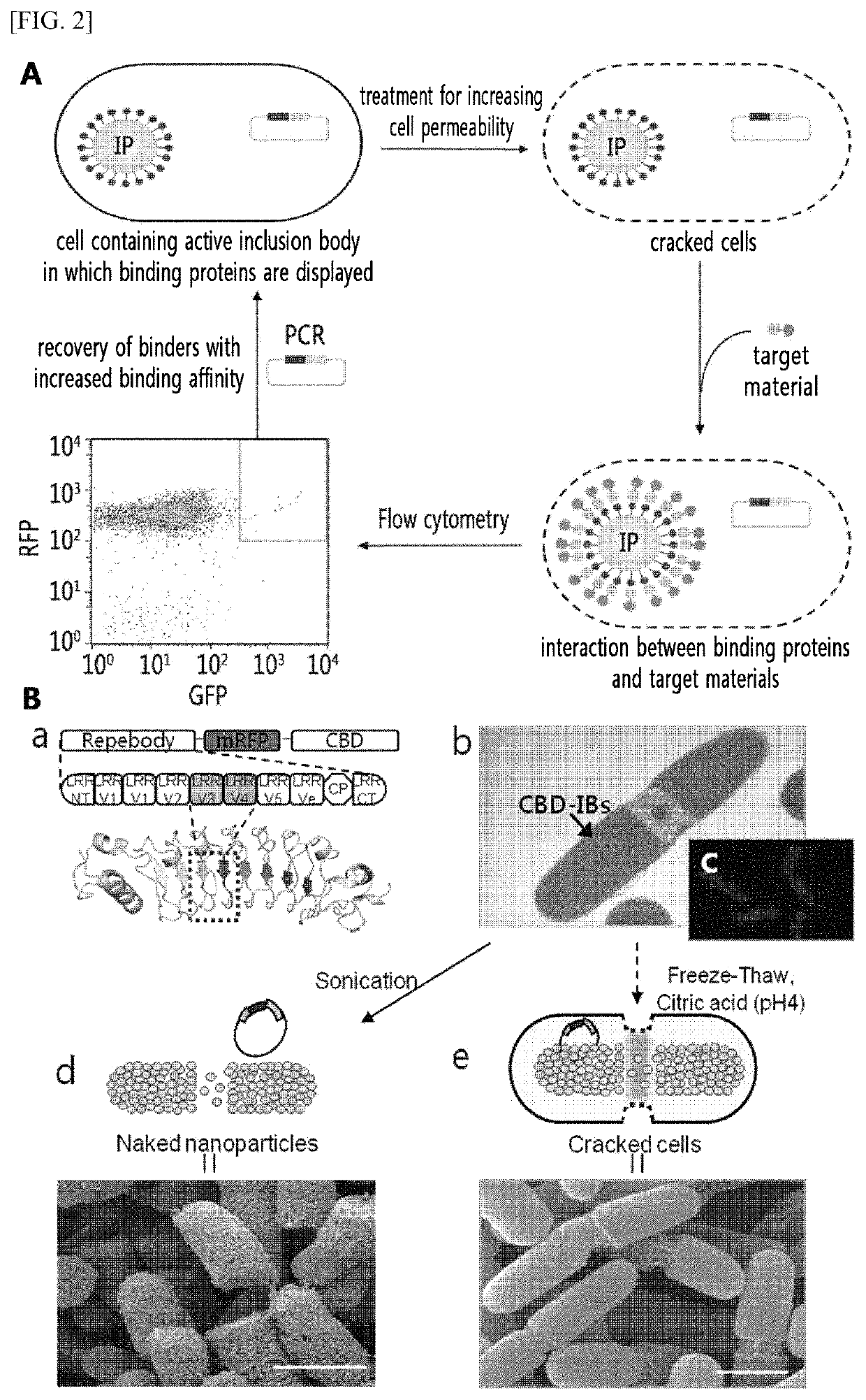 Analysis method of molecular interactions on protein nanoparticles using flow cytometry