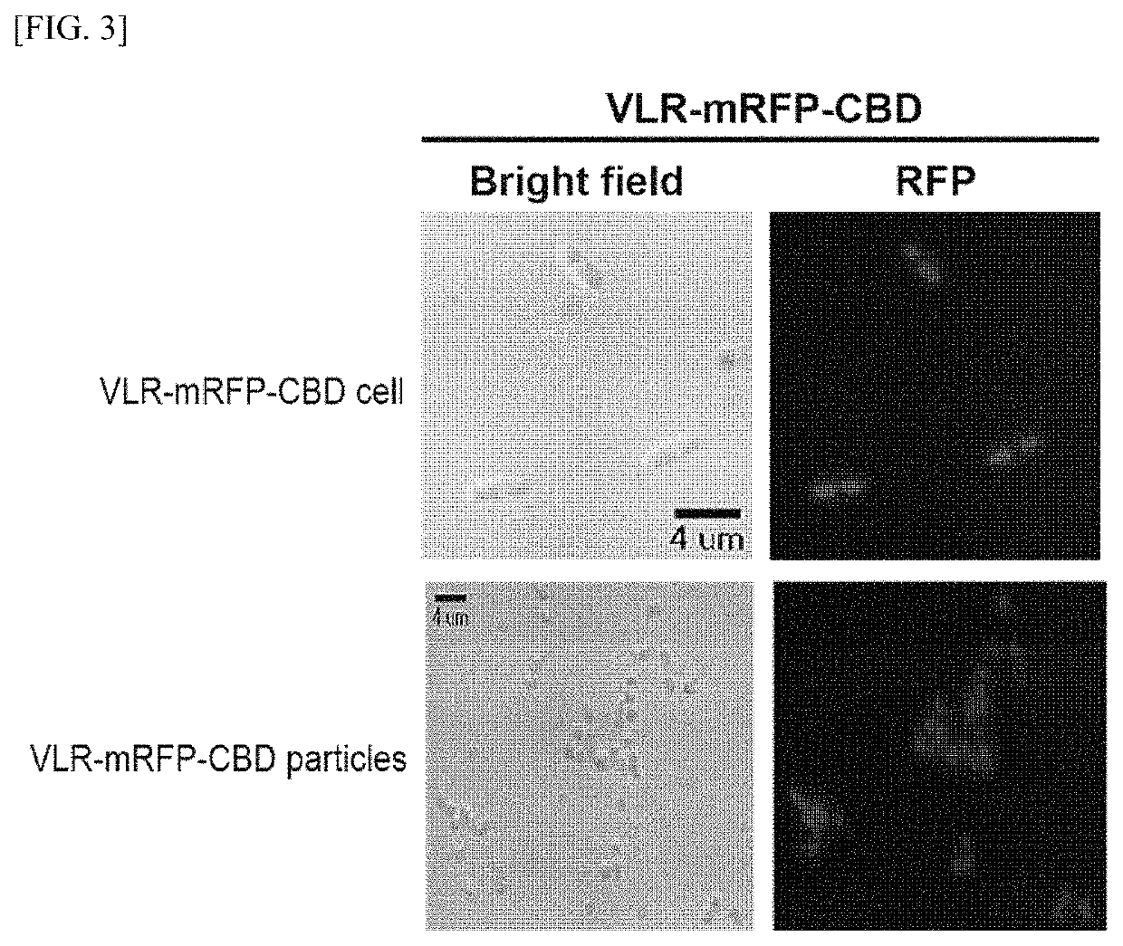 Analysis method of molecular interactions on protein nanoparticles using flow cytometry