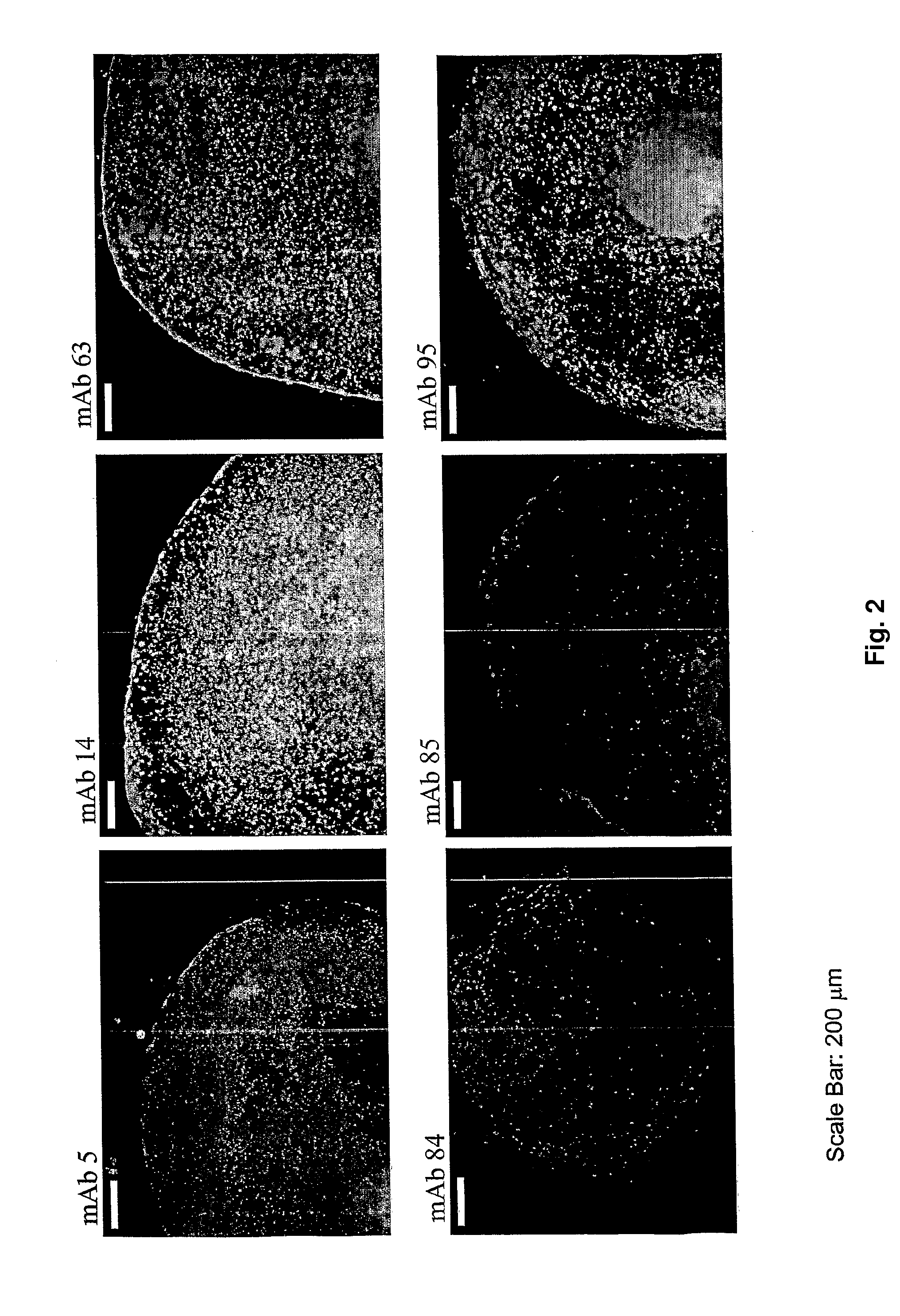 Human embryonic stem cell methods and podxl expression