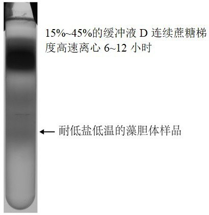 Preparation method of low-temperature-resistant and low-salt cyanobacteria phycobilisosome sample