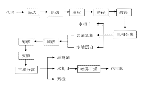 Method for synchronously preparing peanut oil and peanut peptides through aqueous enzymatic extraction