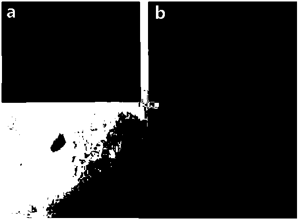 Application of Salicylhydroxamic Acid in Detecting Hypochlorite