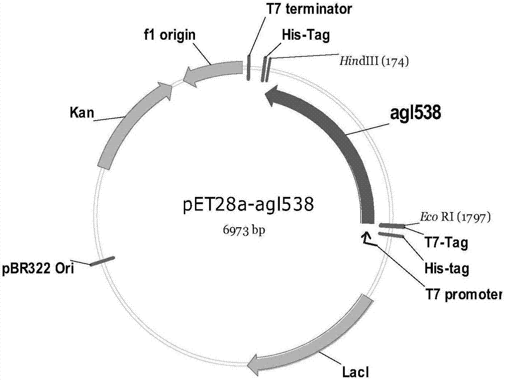 Recombinant escherichia coli containing alpha-glucosidase gene and application of recombinant escherichia coli