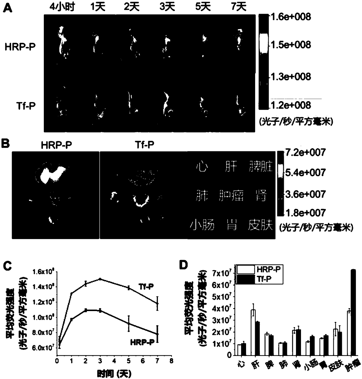 Antibody conjugate with boron ester unit polymers and method for fabricating antibody conjugate