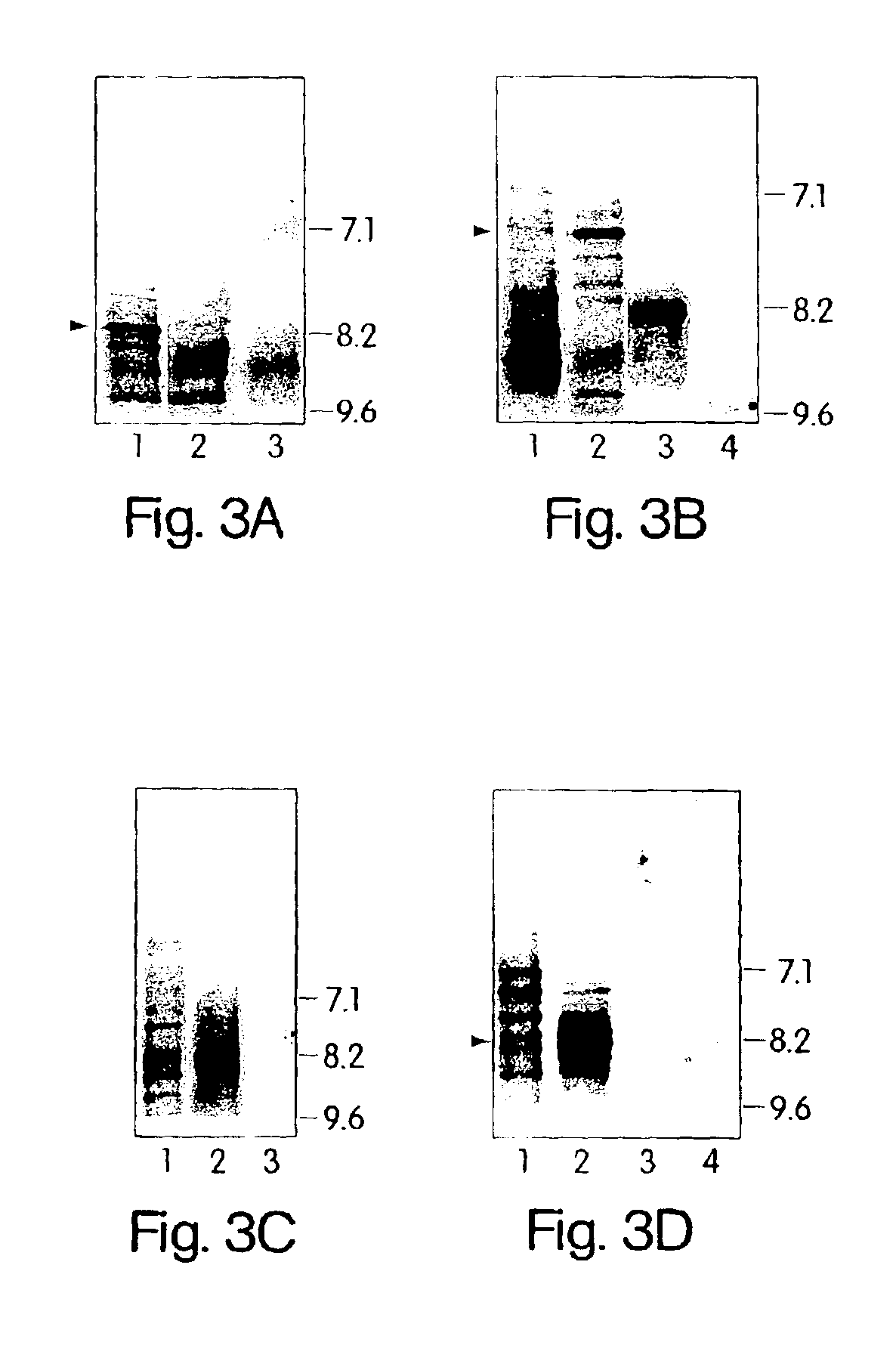 Methods and reagents for the treatment of multiple sclerosis